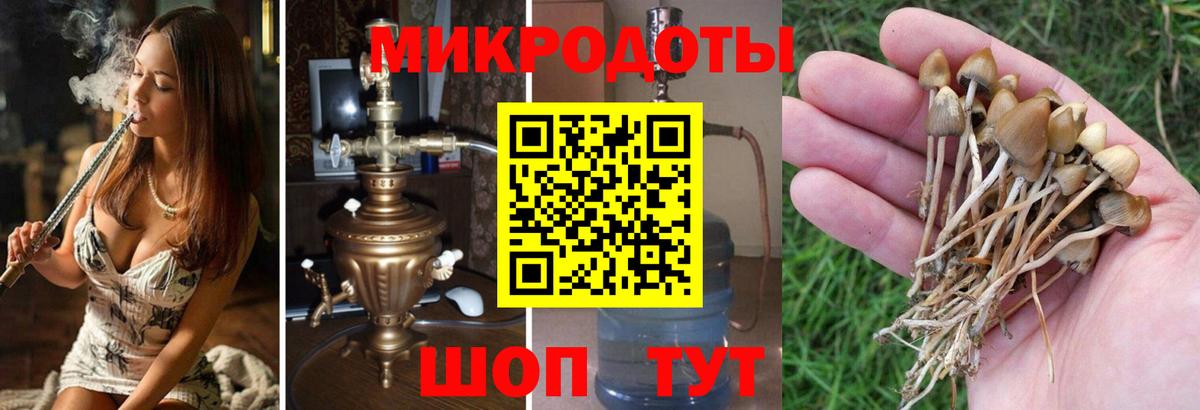 Псилоцибиновые грибы Psilocybe Гусев